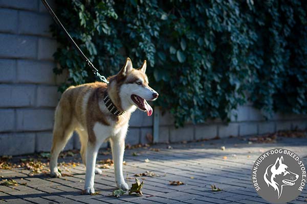 Siberian Husky brown leather collar with rust-resistant fittings for better comfort