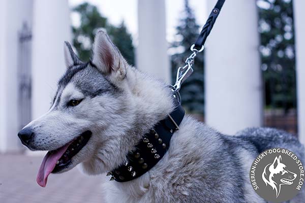 Siberian Husky black leather collar of lightweight material decorated with spikes and studs  for daily walks