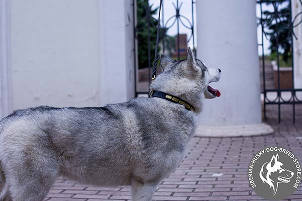 Siberian Husky black leather collar with reliable brass plated hardware for quality control