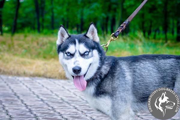 Siberian Husky brown leather collar of high quality with traditional buckle for quality control