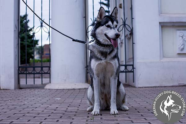 Siberian Husky black leather collar with rust-proof fittings for professional use