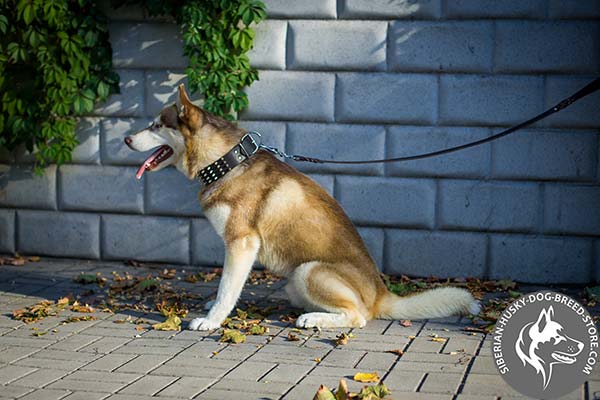 Siberian Husky black leather collar of lightweight material with traditional buckle for any activity