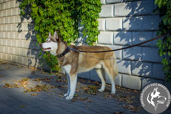 Siberian Husky black leather collar with reliable fittings for professional use