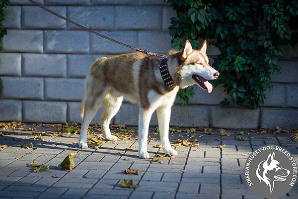 Siberian Husky brown leather collar with corrosion resistant fittings for better comfort