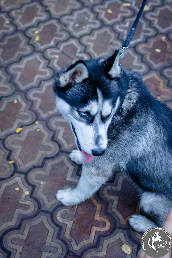 Siberian Husky black leather collar with rust-proof fittings for professional use