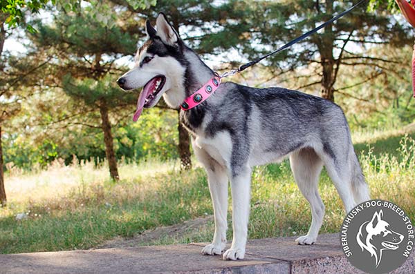 Siberian Husky pink leather collar with non-corrosive studs for professional use