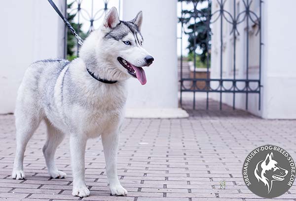 Siberian Husky black leather collar with rust-resistant cones for walking