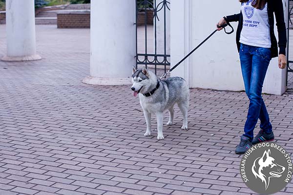 Siberian Husky black leather collar with rust-free fittings for perfect control