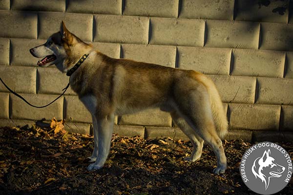 Siberian Husky black leather collar with rust-proof studs for any activity