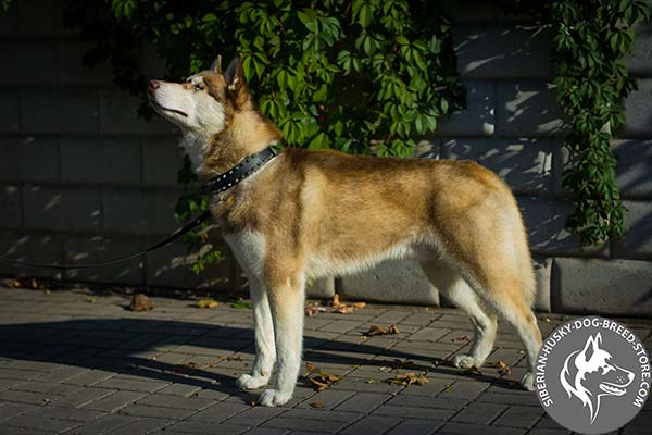 Siberian Husky black leather collar of genuine materials with spikes for walking