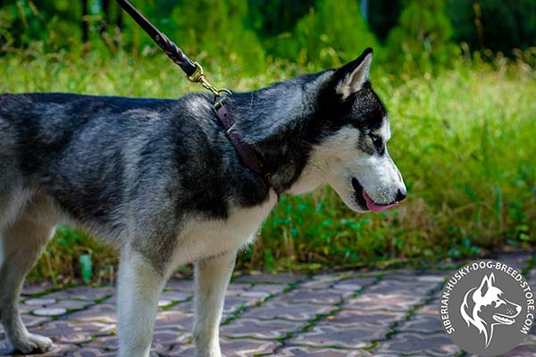 Siberian Husky brown leather collar with rust-free studs for basic training