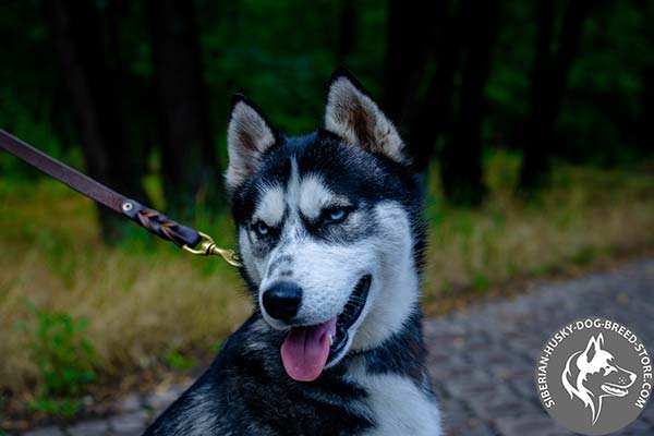 Siberian Husky brown leather collar with corrosion resistant plates for daily walks