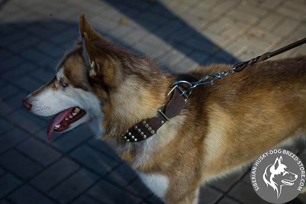 Siberian Husky brown leather collar with strong nickel plated hardware for stylish walks
