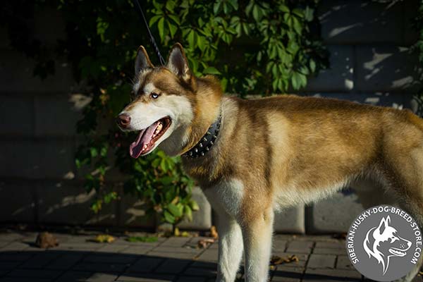 Siberian Husky black leather collar with duly riveted fittings for better comfort