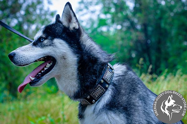 Siberian Husky black leather collar of genuine materials with d-ring for leash attachment for perfect control