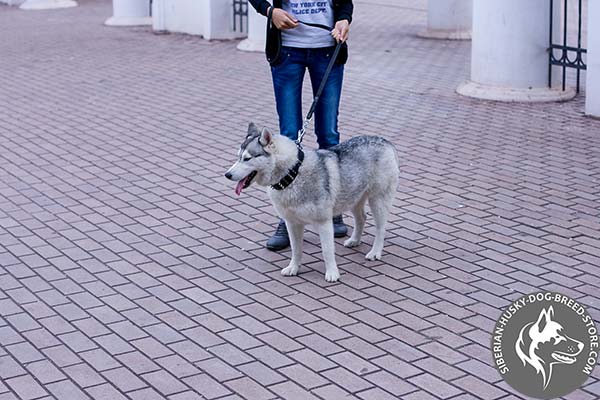 Siberian Husky black leather collar of high quality with nickel plated hardware for professional use