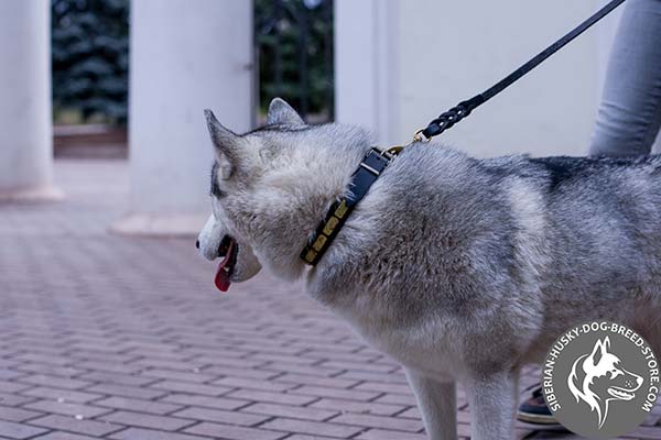 Siberian Husky black leather collar of genuine materials with d-ring for leash attachment for improved control