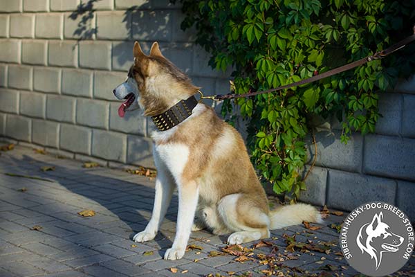 Siberian Husky brown leather collar of genuine materials with traditional buckle for daily activity