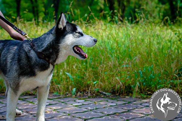 Siberian Husky brown leather collar with non-corrosive hardware for quality control