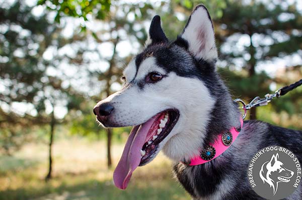 Siberian Husky pink leather collar with reliable hardware for professional use