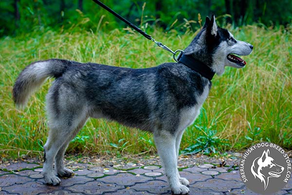 Siberian Husky black leather collar of classic design with traditional buckle for professional use