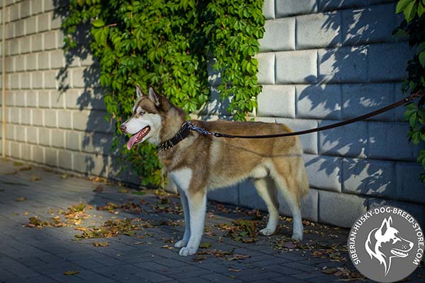 Siberian Husky black leather collar with duly riveted fittings for agitation training