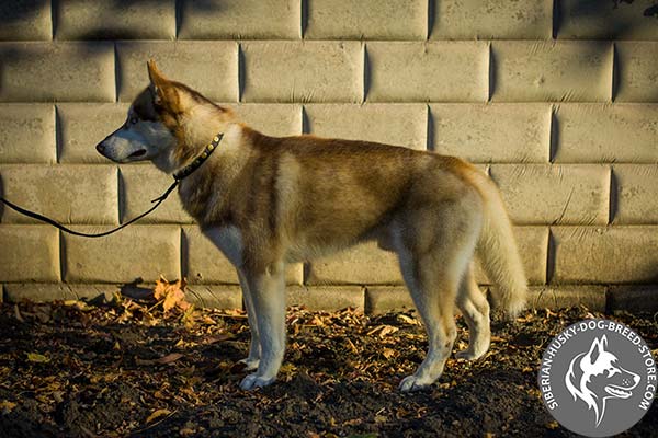 Siberian Husky black leather collar free breathing with traditional buckle for daily activity