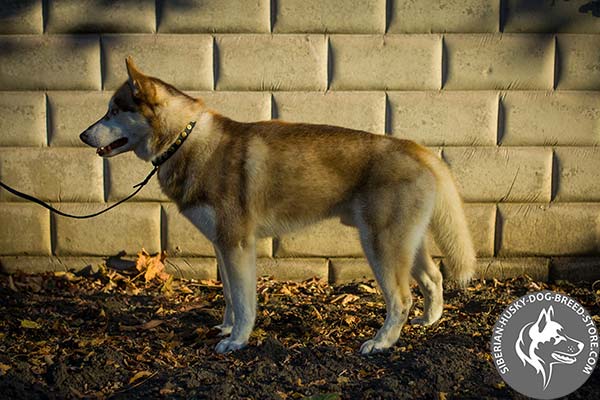 Siberian Husky black leather collar with reliable fittings for better comfort