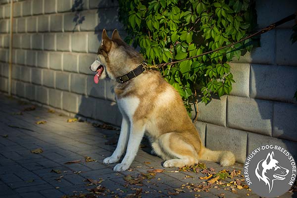 Siberian Husky brown leather collar of lightweight material with traditional buckle for basic training