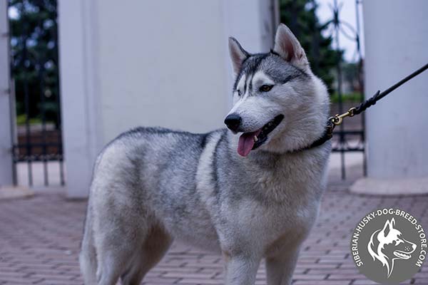 Siberian Husky black leather collar of classic design with traditional buckle for perfect control