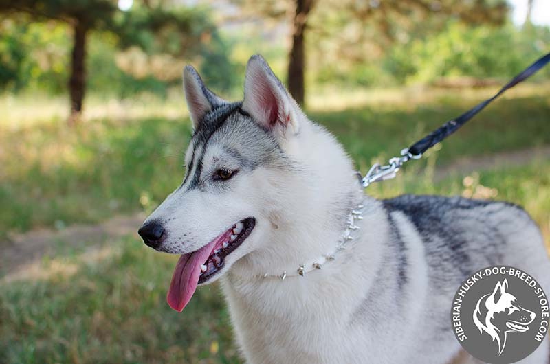 husky dog collars