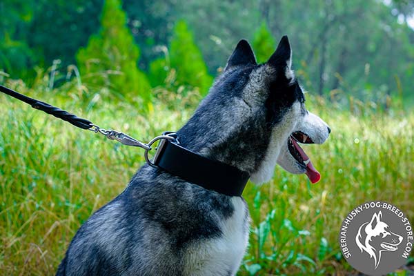 Siberian Husky black leather collar with strong fittings for daily activity