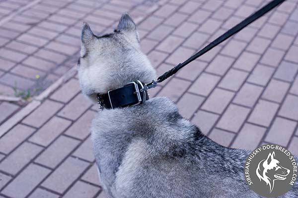 Siberian Husky black leather collar of genuine materials with traditional buckle for quality control