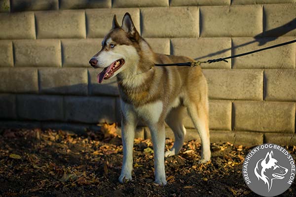 Siberian Husky black leather collar with rust-proof fittings for quality control