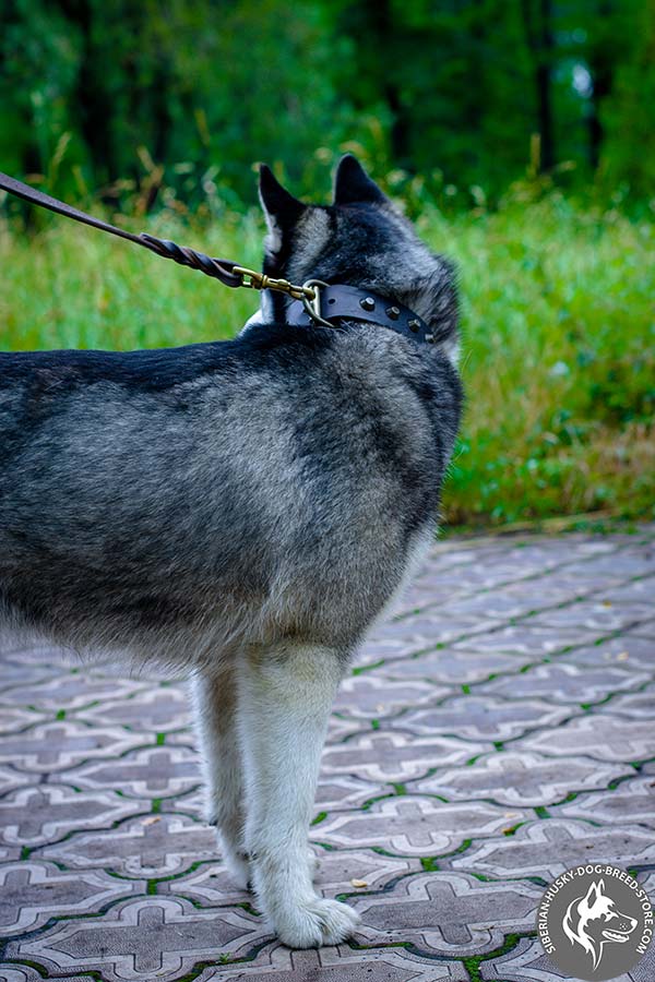 Siberian Husky black leather collar with duly riveted cones for perfect control