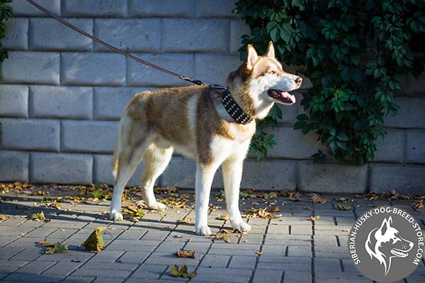 Siberian Husky brown leather collar with rust-resistant hardware for basic training