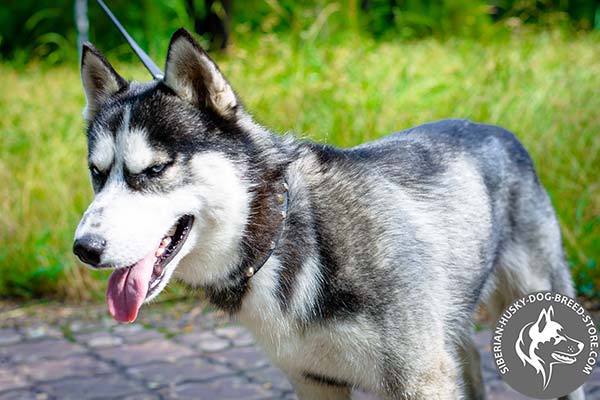 Siberian Husky black leather collar with corrosion resistant fittings for professional use