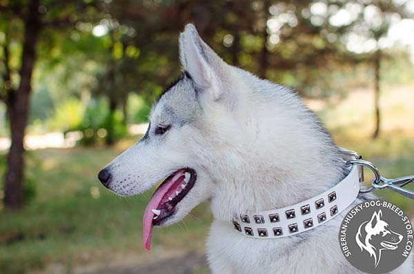 Siberian Husky white leather collar of classic design with studs for basic training