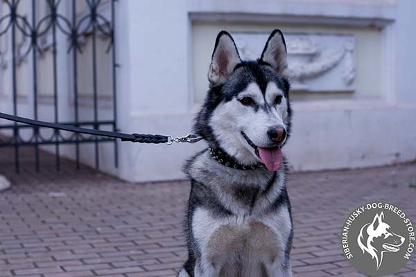 Siberian Husky black leather collar with non-corrosive hardware for quality control