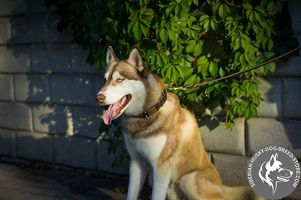Siberian Husky brown leather collar with corrosion resistant hardware for agitation training