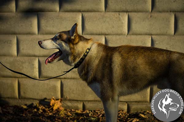 Siberian Husky black leather collar with corrosion resistant fittings for basic training