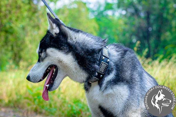Siberian Husky black leather collar with rustless hardware for better comfort