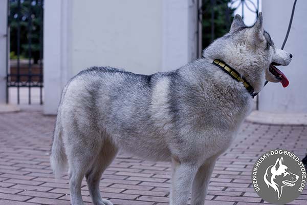 Siberian Husky black leather collar with rust-proof fittings for professional use