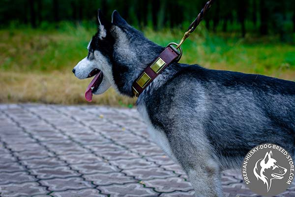 Siberian Husky brown leather collar with non-corrosive plates for any activity