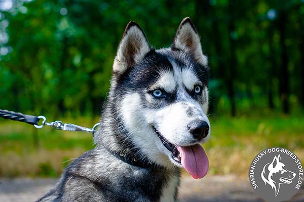 Siberian Husky black leather collar of high quality with traditional buckle for professional use