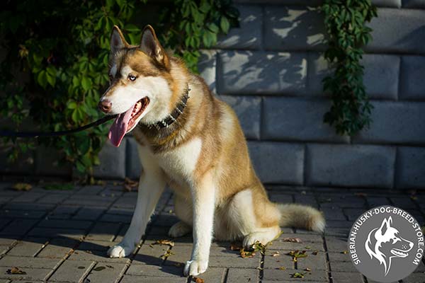 Siberian Husky black leather collar with non-corrosive fittings for any activity
