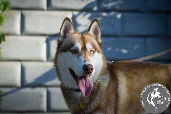 Siberian Husky black leather collar with reliable brass plated fittings for pulling activity