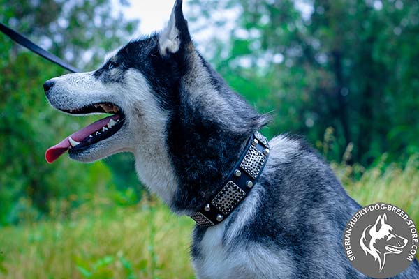 Siberian Husky black leather collar with rust-resistant fittings for walking