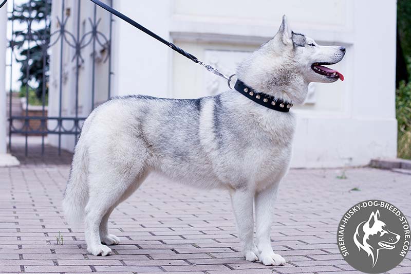 2 Ply Designer Dog Collar for Siberian Husky Breed [C79##1025 Flames  Leather Collar] : Siberian Husky harness,Siberian Husky muzzle,Siberian  Husky collar,dog leash,leads,tracking dog harnesses, Slip collars,fur saver  collars,leather collars,dog muzzles