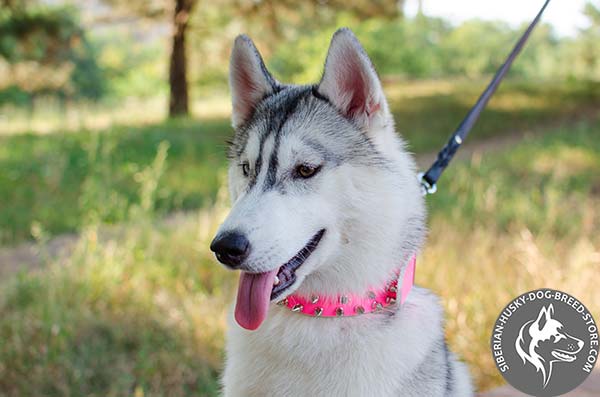 Siberian Husky pink leather collar with non-corrosive fittings for agitation training